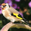 European Goldfinch